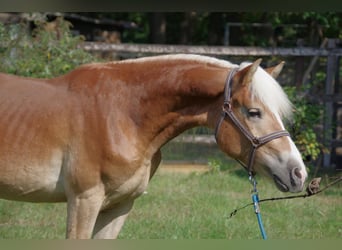 Haflinger, Stallion, 3 years, 14,2 hh, Sorrel