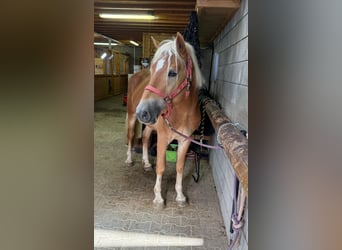 Haflinger, Stallion, 3 years, 14,3 hh, Chestnut-Red