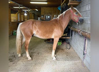 Haflinger, Stallion, 3 years, 14,3 hh, Chestnut-Red