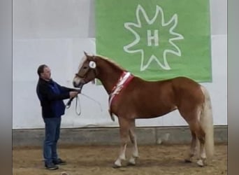 Haflinger, Stallion, 3 years, 14,3 hh, Chestnut-Red