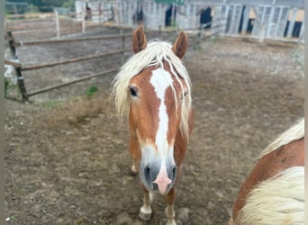 Haflinger, Hengst, 3 Jahre, 15,1 hh, Fuchs