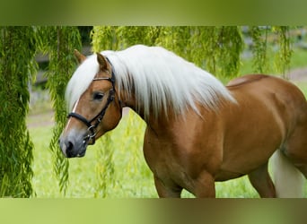 Haflinger, Stallion, 3 years, 15.1 hh