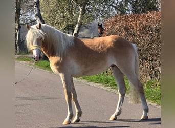 Haflinger, Stallion, 3 years, 15.1 hh, Palomino