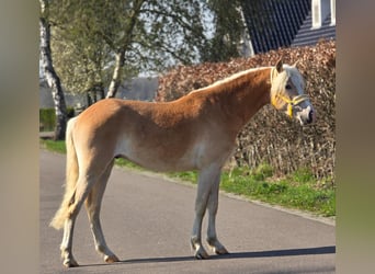Haflinger, Stallion, 3 years, 15,1 hh, Palomino