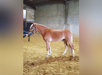 Haflinger, Stallion, 4 years, 14,2 hh