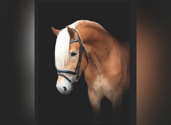 Haflinger, Stallion, 4 years, 14,3 hh