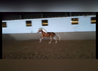 Haflinger, Stallion, 4 years, 14,2 hh, Chestnut-Red