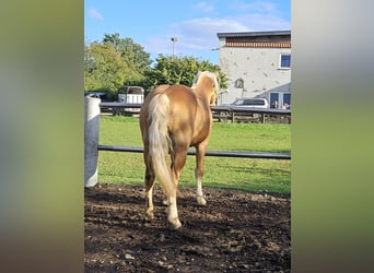 Haflinger, Stallion, 4 years, 14,3 hh, Chestnut-Red