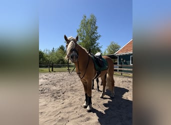 Haflinger, Stallion, 4 years, 15 hh