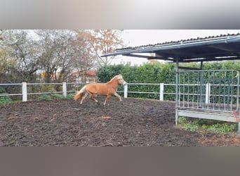 Haflinger, Stallion, 4 years, 15,1 hh, Chestnut-Red