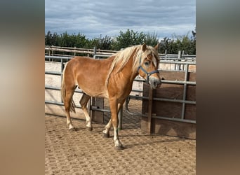 Haflinger, Stallion, 4 years, 15,2 hh, Chestnut-Red