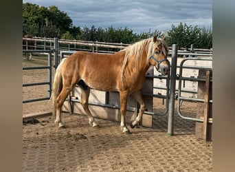 Haflinger, Stallion, 4 years, 15,2 hh, Chestnut-Red