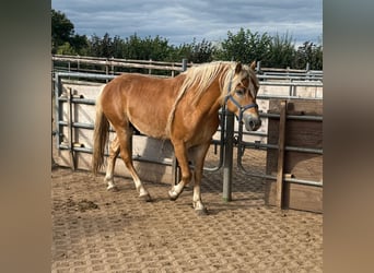 Haflinger, Stallion, 4 years, 15,2 hh, Chestnut-Red