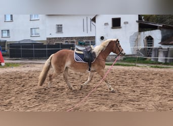 Haflinger, Hengst, 4 Jahre, Fuchs