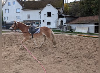 Haflinger, Hengst, 4 Jahre, Fuchs