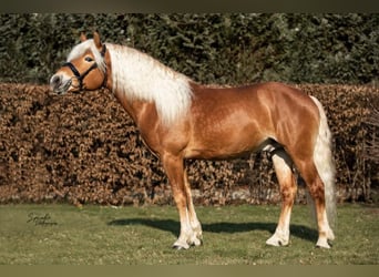 Haflinger, Stallion, 5 years, 14.2 hh, Palomino