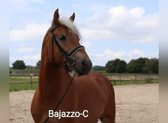 Haflinger, Stallion, 5 years, 15 hh, Chestnut-Red