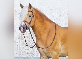 Haflinger, Stallion, 5 years, 15 hh