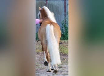 Haflinger, Stallion, 5 years, 15 hh