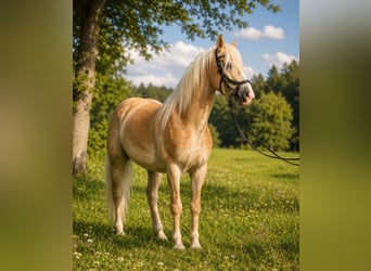 Haflinger, Stallion, 6 years, 14.2 hh, Chestnut-Red
