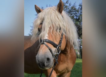 Haflinger, Stallion, 6 years, 14,2 hh, Chestnut