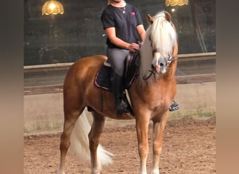 Haflinger, Stallion, 6 years, 15 hh