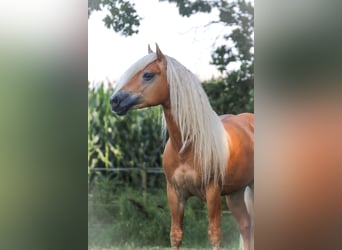 Haflinger, Stallion, 7 years, 14.2 hh, Chestnut-Red