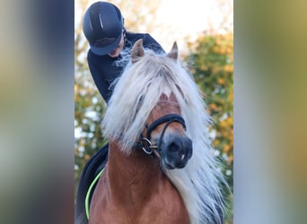 Haflinger, Stallion, 7 years, 14.2 hh, Chestnut-Red