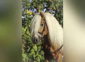 Haflinger, Stallion, 7 years, 14.2 hh, Chestnut-Red