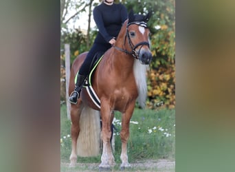 Haflinger, Stallion, 7 years, 14.2 hh, Chestnut-Red