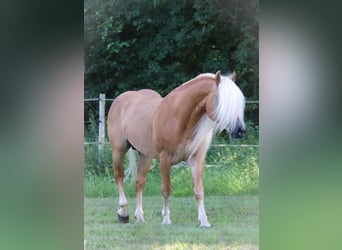 Haflinger, Stallion, 7 years, 14.2 hh, Chestnut-Red