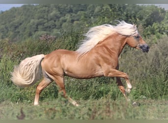 Haflinger, Stallion, 7 years, 14.2 hh, Chestnut-Red