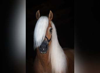 Haflinger, Stallion, 7 years, 14.2 hh, Chestnut-Red