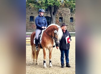 Haflinger, Stallion, 7 years, 14.2 hh, Chestnut-Red