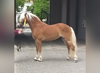 Haflinger, Stallion, 8 years, 14.1 hh, Chestnut-Red