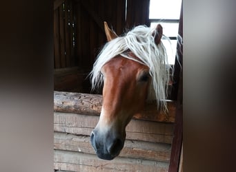 Haflinger, Stallion, 8 years, 14.1 hh, Chestnut-Red