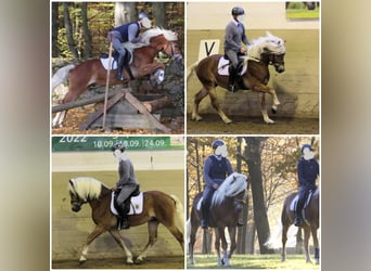 Haflinger, Stallion, 8 years, 14.1 hh, Chestnut-Red
