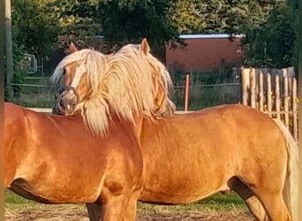 Haflinger, Stallion, 8 years, 14.1 hh, Chestnut-Red