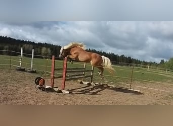 Haflinger, Stallion, 8 years, 14.1 hh, Chestnut-Red