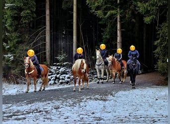 Haflinger, Stallion, 8 years, 14.1 hh, Chestnut-Red