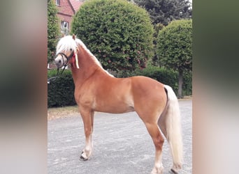 Haflinger, Stallion, 8 years, 14.1 hh, Chestnut-Red