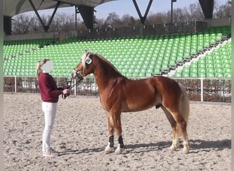 Haflinger, Stallion, 8 years, 14.1 hh, Chestnut-Red