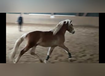 Haflinger, Stallion, 8 years, 14.1 hh, Chestnut-Red