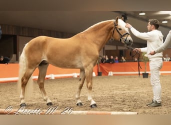 Haflinger, Stallion, 8 years, 15 hh, Chestnut-Red