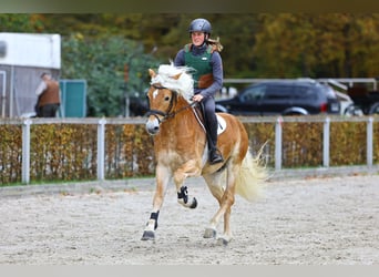 Haflinger, Stallion, 8 years, 15 hh, Chestnut-Red