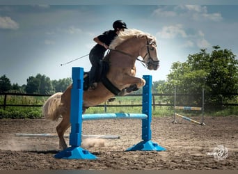 Haflinger, Stallion, 9 years, 14,2 hh, Palomino