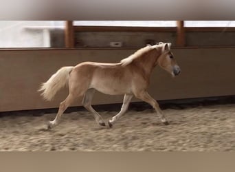 Haflinger, Stallion, 10 years, 15 hh, Chestnut-Red