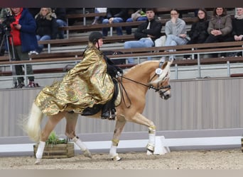 Haflinger, Stallion, 13 years, 14,3 hh, Chestnut-Red