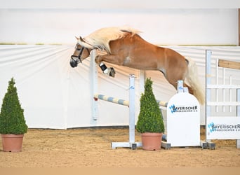 Haflinger, Stallion, 5 years, 15 hh, Chestnut-Red