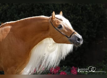 Haflinger, Stallion, 11 years, 14,3 hh, Chestnut-Red